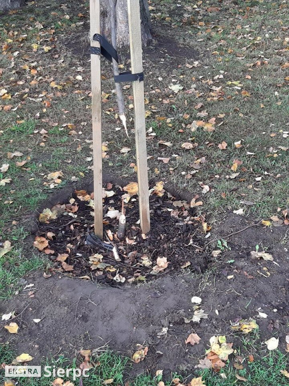 Działalność bobra