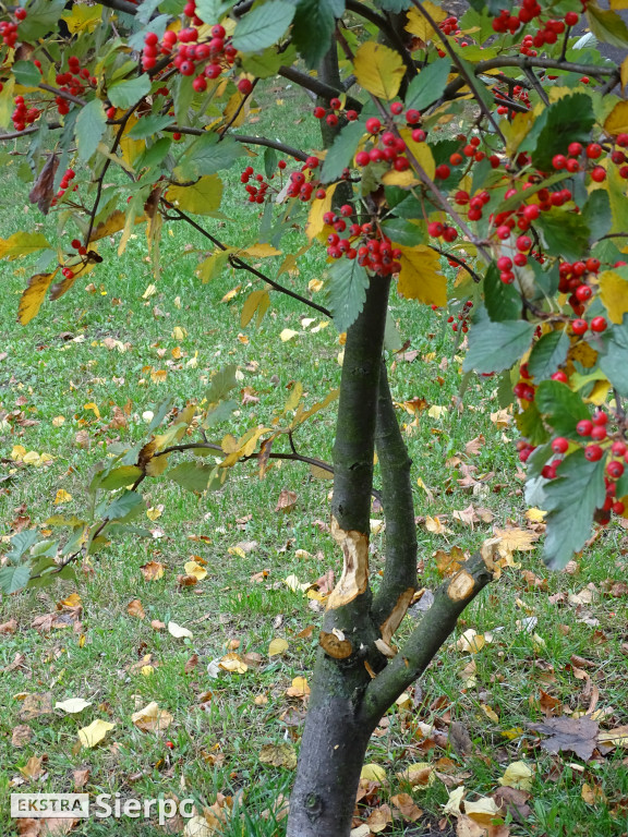 Działalność bobra