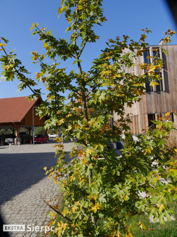 Skansen jesienią