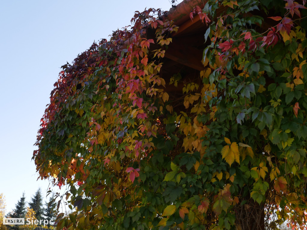 Skansen jesienią