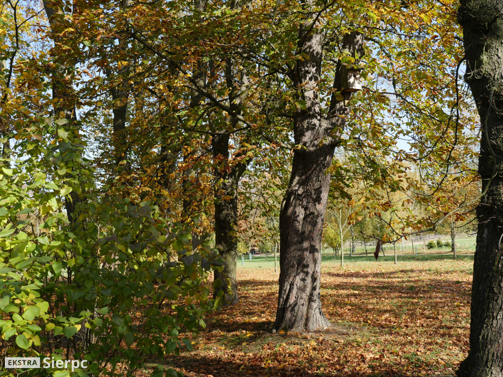 Skansen jesienią