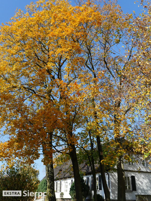 Skansen jesienią