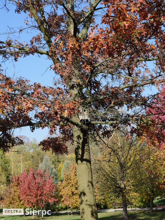 Skansen jesienią