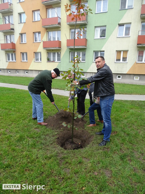 Dęby na 60-lecie SML-W