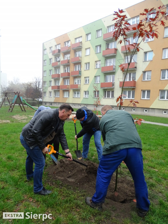 Dęby na 60-lecie SML-W