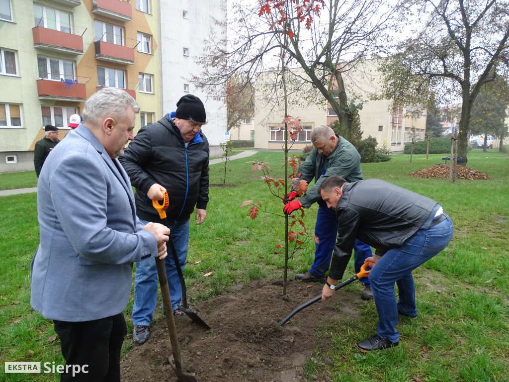 Dęby na 60-lecie SML-W