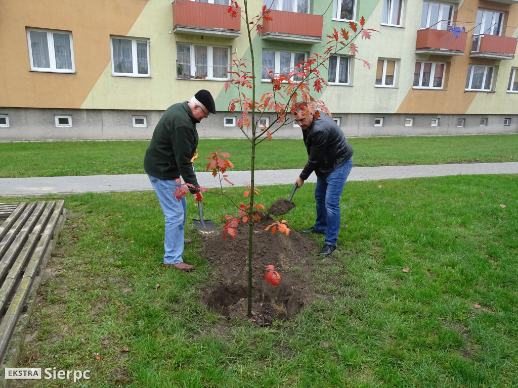Dęby na 60-lecie SML-W