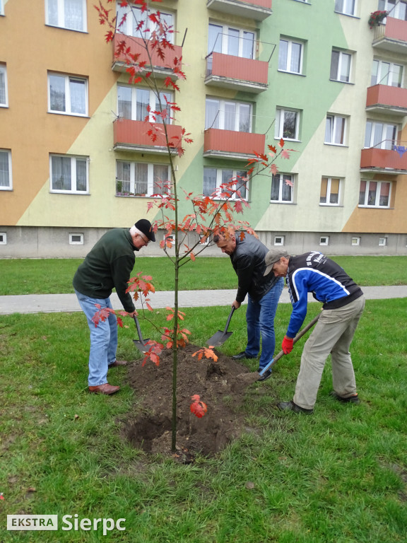 Dęby na 60-lecie SML-W