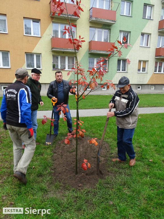 Dęby na 60-lecie SML-W
