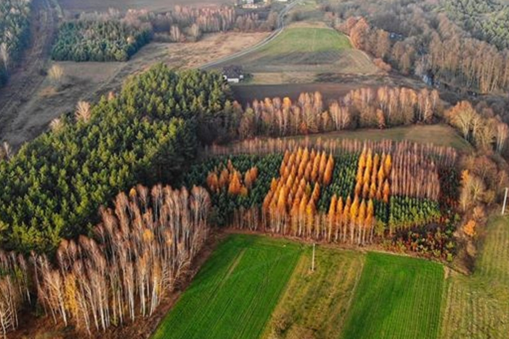 Sierpienica i przyroda w jesiennych barwach z lotu ptaka
