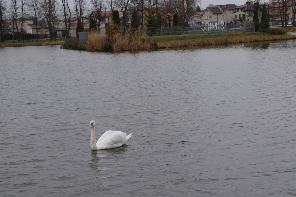 Łabędź na Jeziórkach