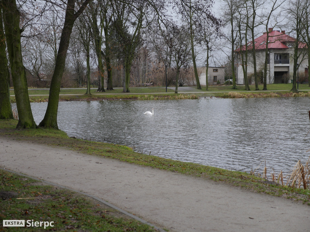 Łabędź na Jeziórkach