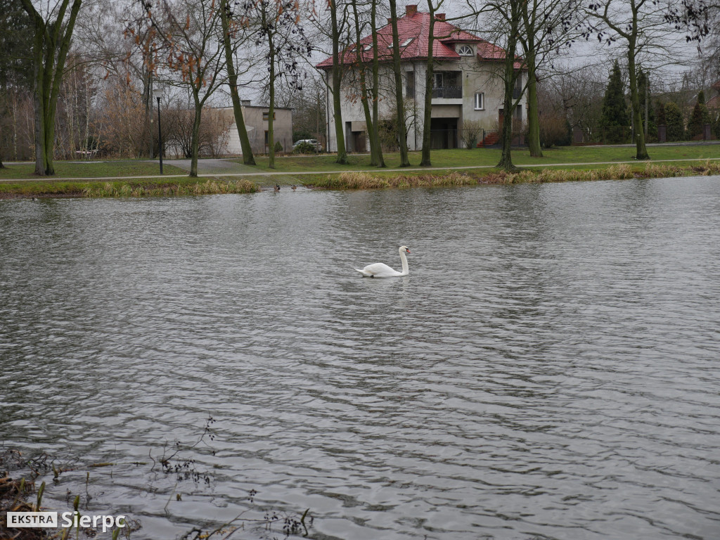 Łabędź na Jeziórkach