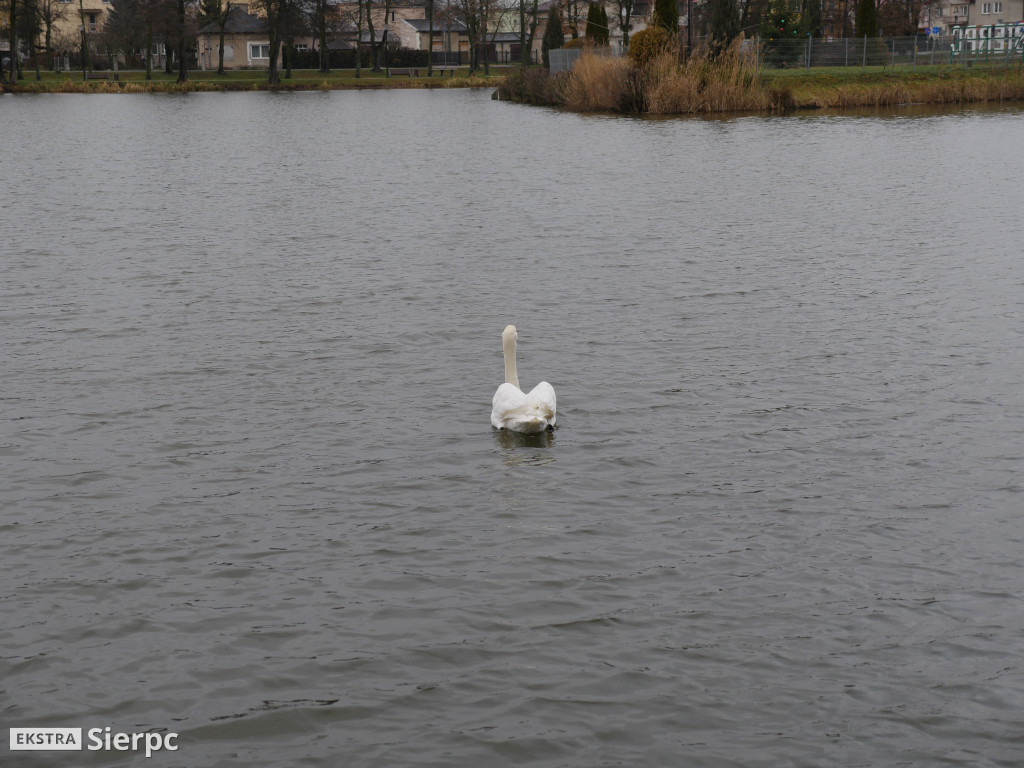 Łabędź na Jeziórkach