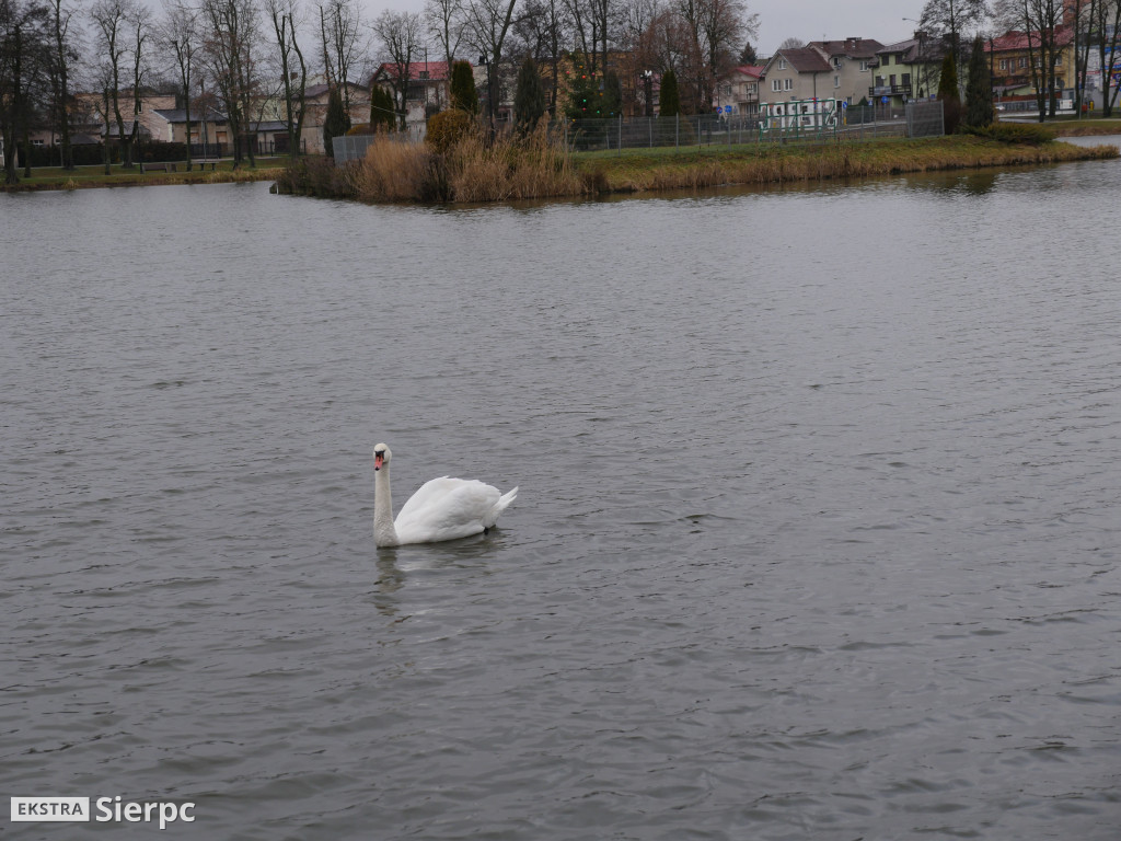 Łabędź na Jeziórkach
