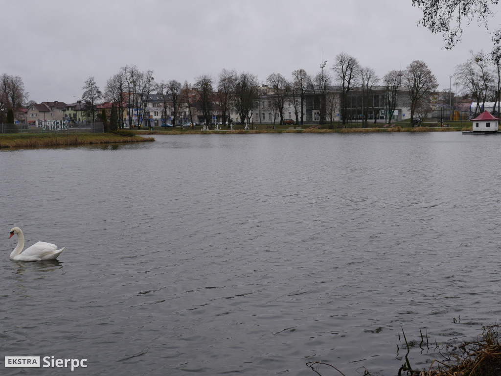 Łabędź na Jeziórkach
