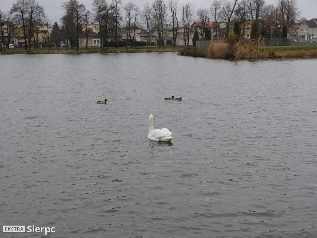 Łabędź na Jeziórkach