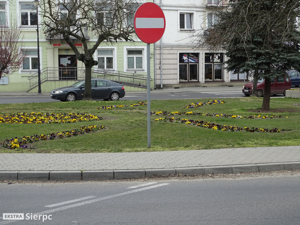 Wiosenne nasadzenia w Sierpcu