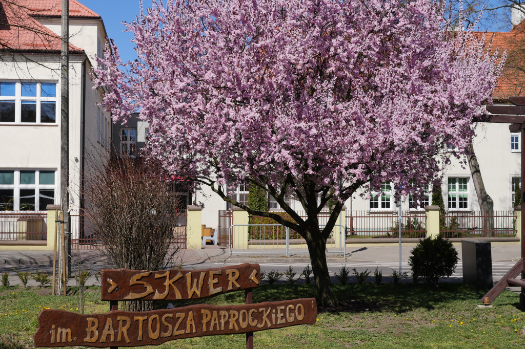 Kwitnące drzewa na skwerze w Sierpcu