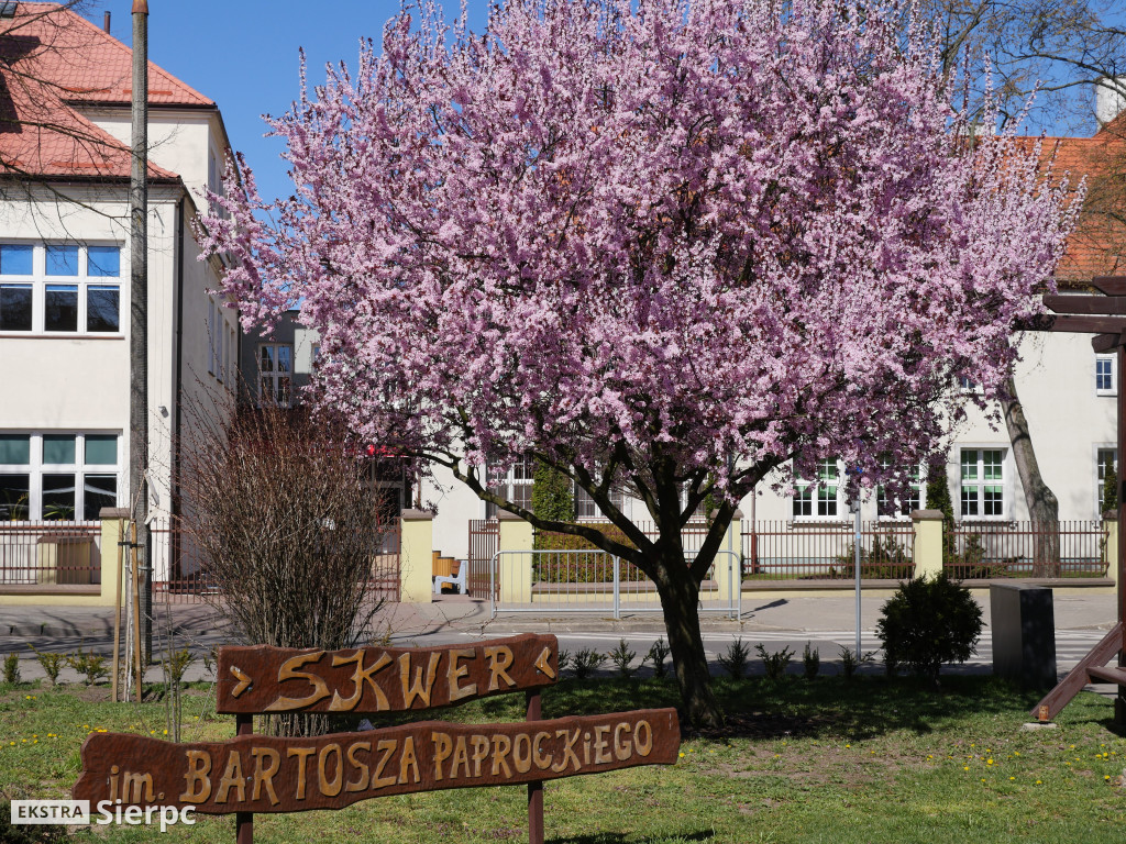 Kwitnące drzewa na skwerze w Sierpcu