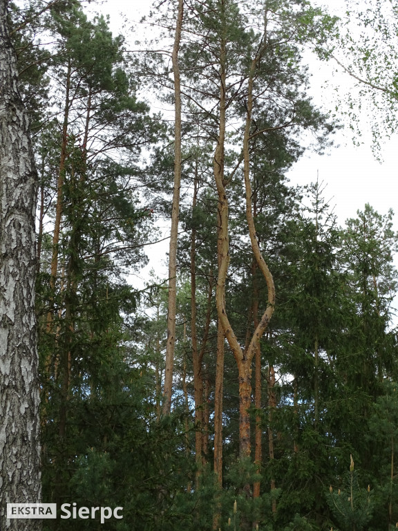 Las walerianowski