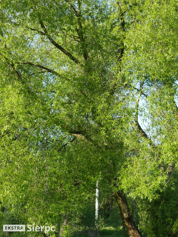 Na sierpeckich łąkach