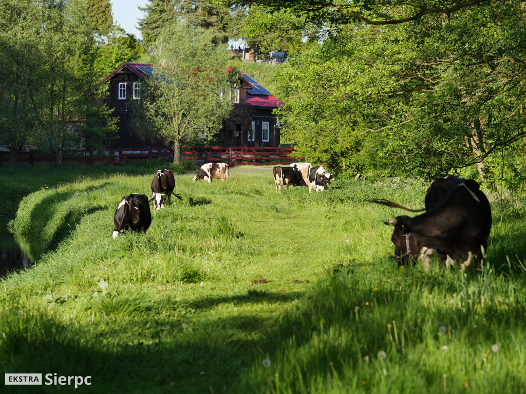 Na sierpeckich łąkach