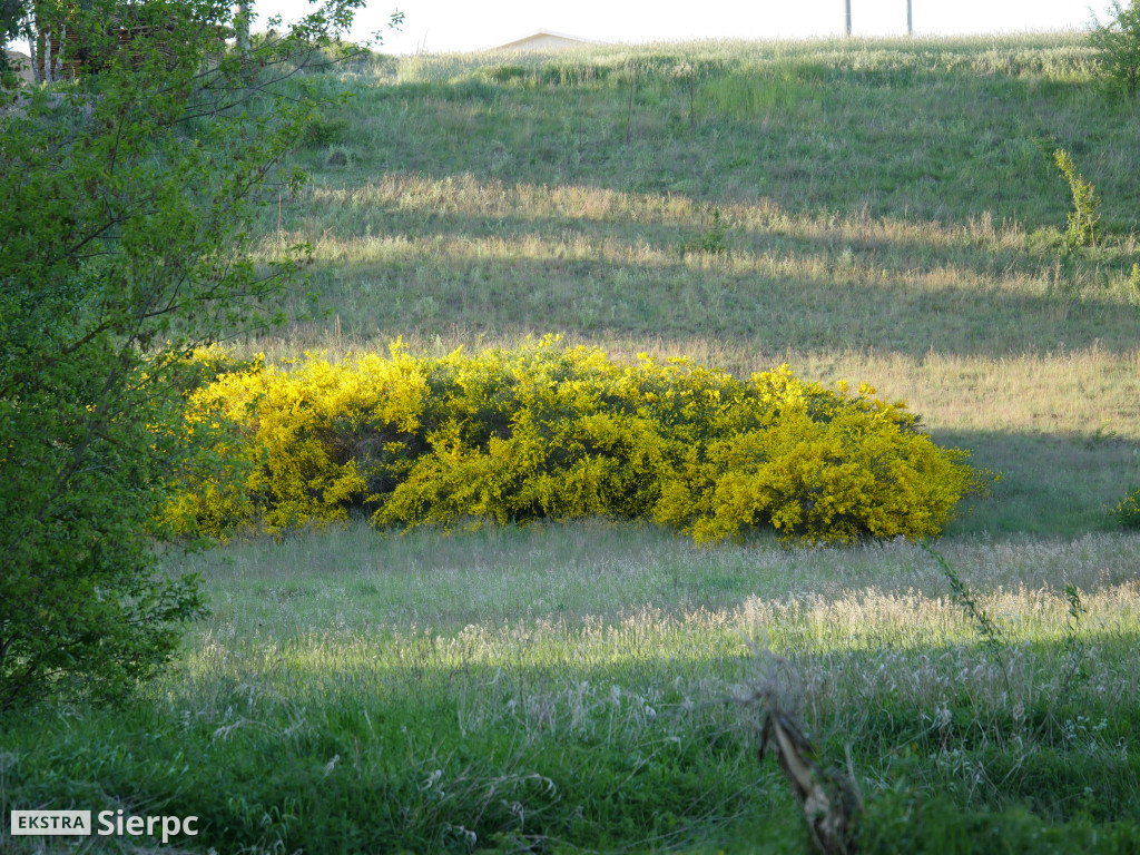 Na sierpeckich łąkach