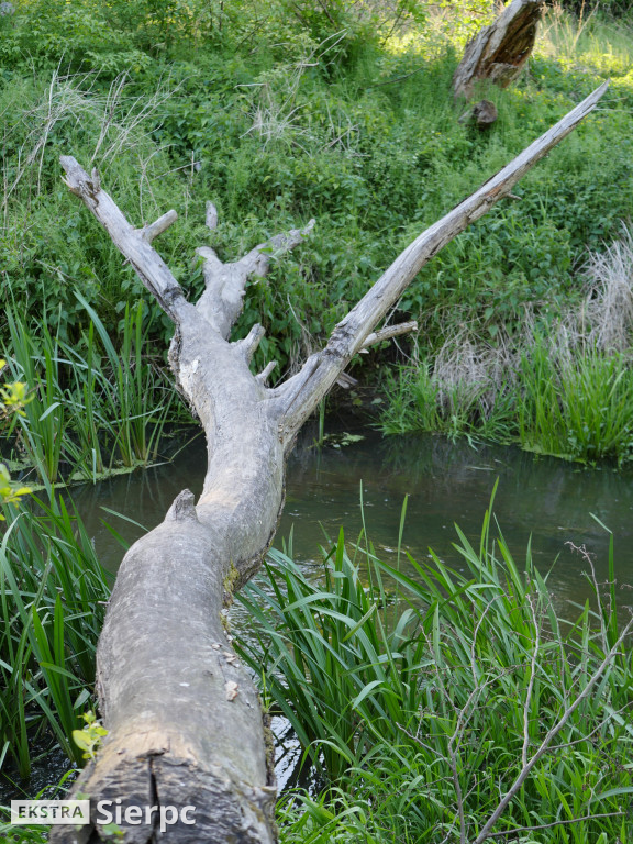Na sierpeckich łąkach