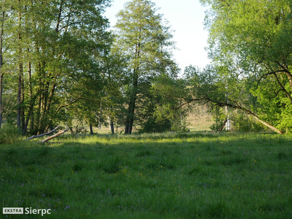 Na sierpeckich łąkach