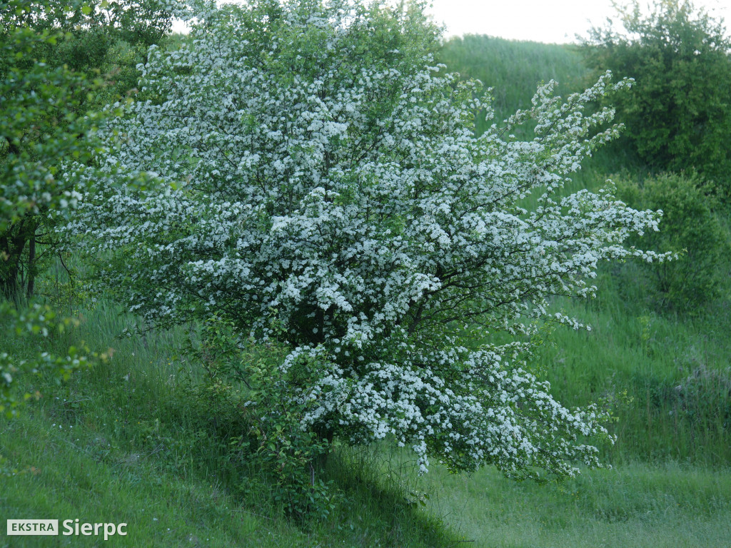 Na sierpeckich łąkach
