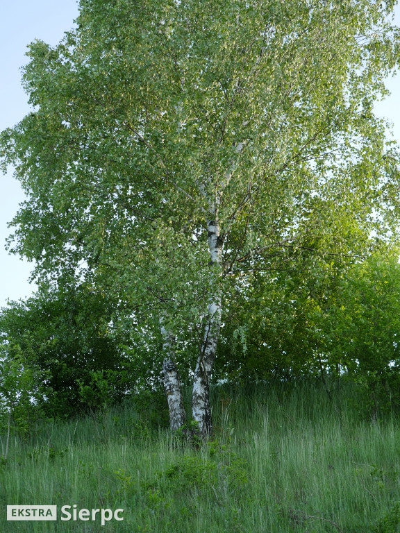 Na sierpeckich łąkach