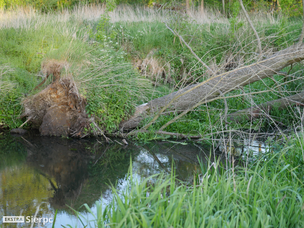 Na sierpeckich łąkach