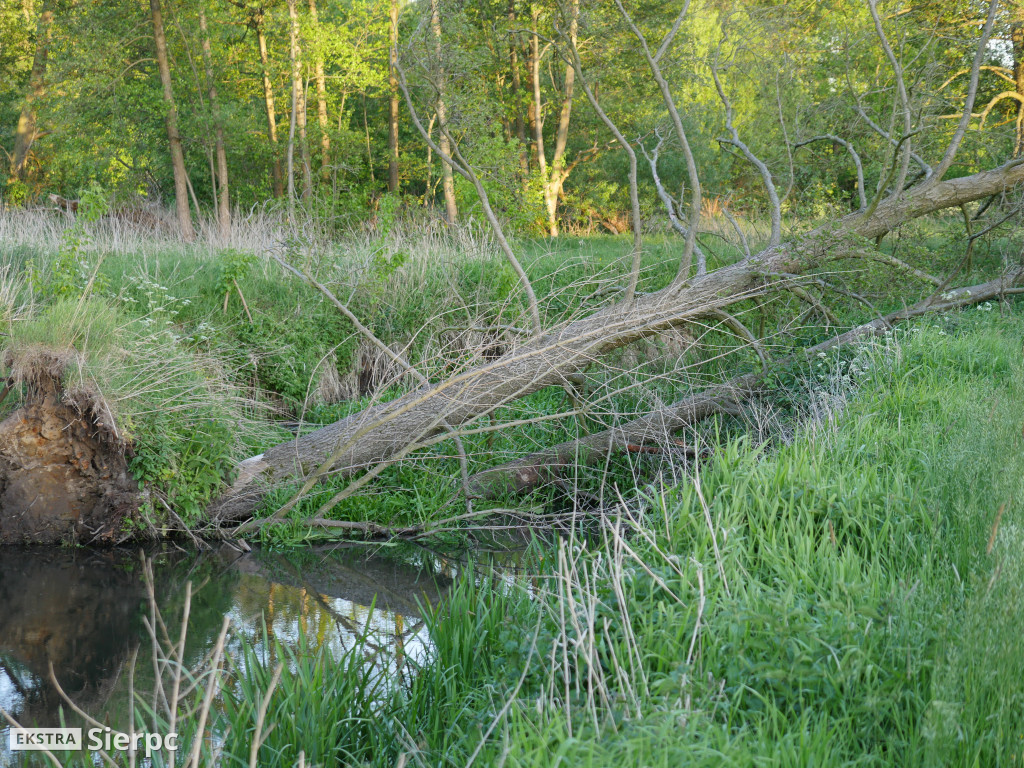 Na sierpeckich łąkach