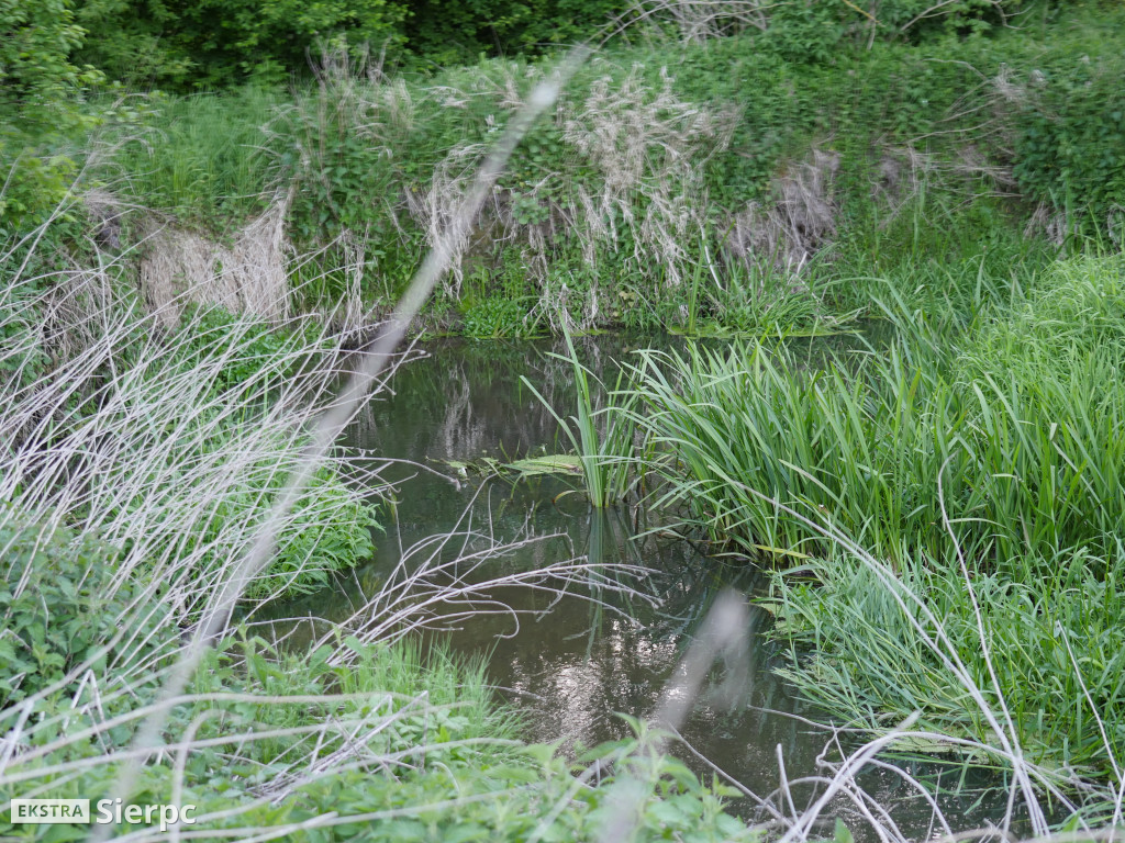 Na sierpeckich łąkach
