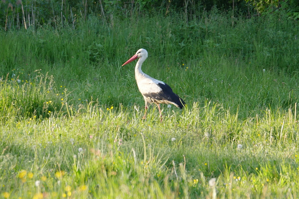 Na sierpeckich łąkach