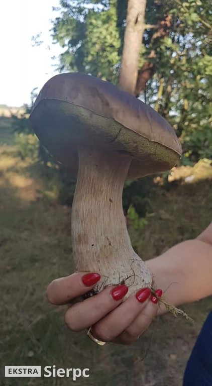 Na grzyby