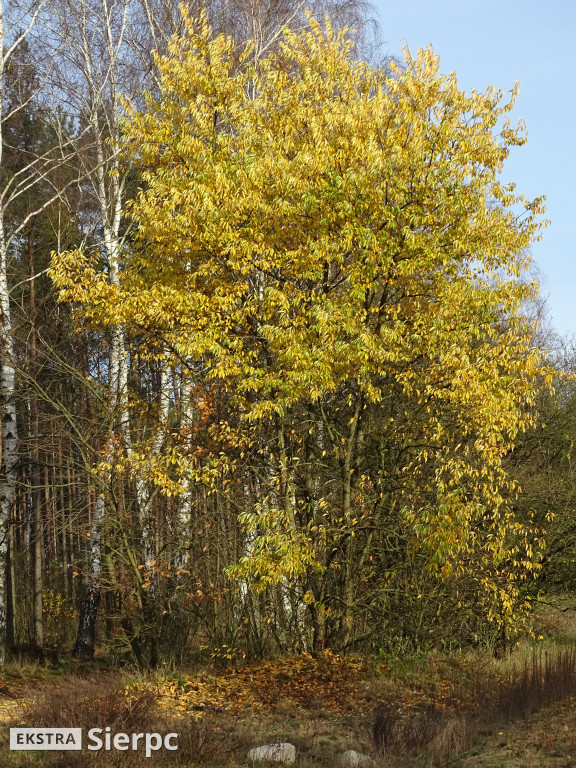 Jesień w lesie