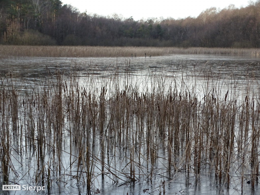 Las walerianowski - staw