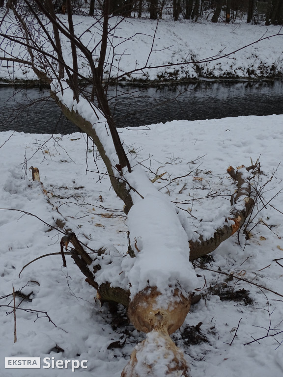 Bobry nad Sierpienicą