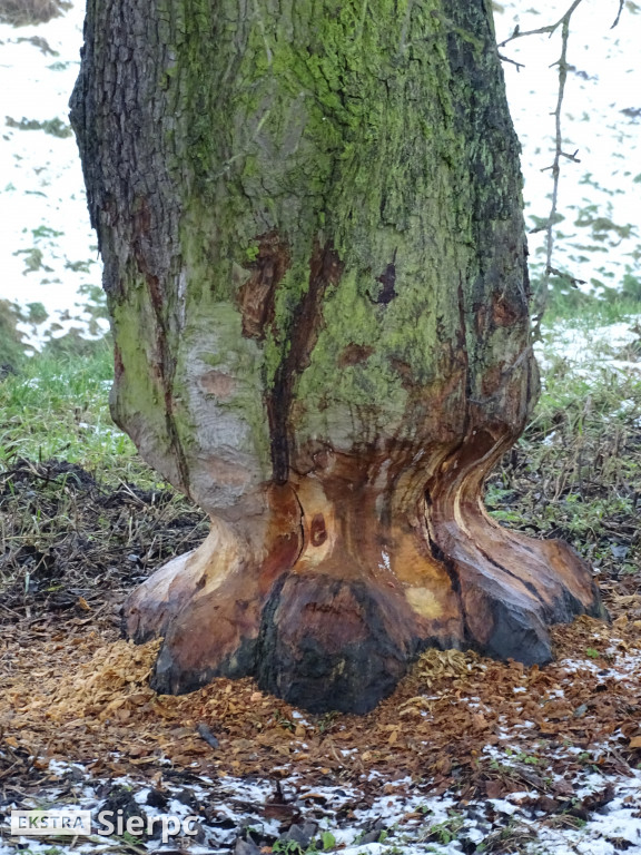 Bobry nad Sierpienicą