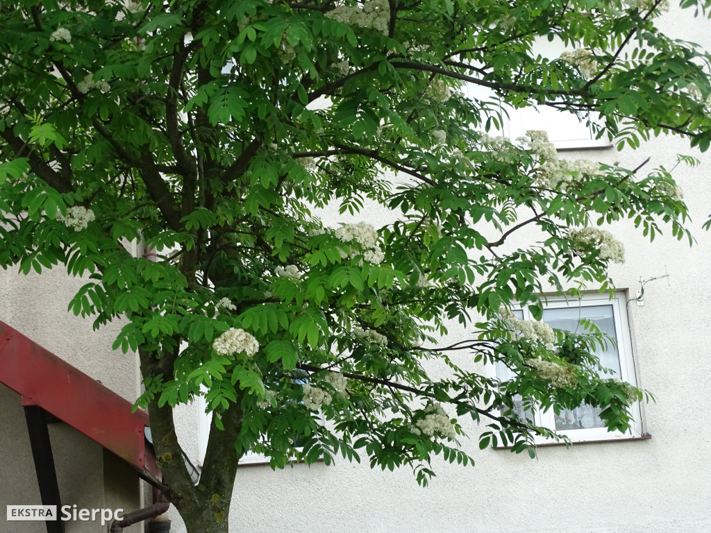 Kwitnące rośliny w Sierpcu