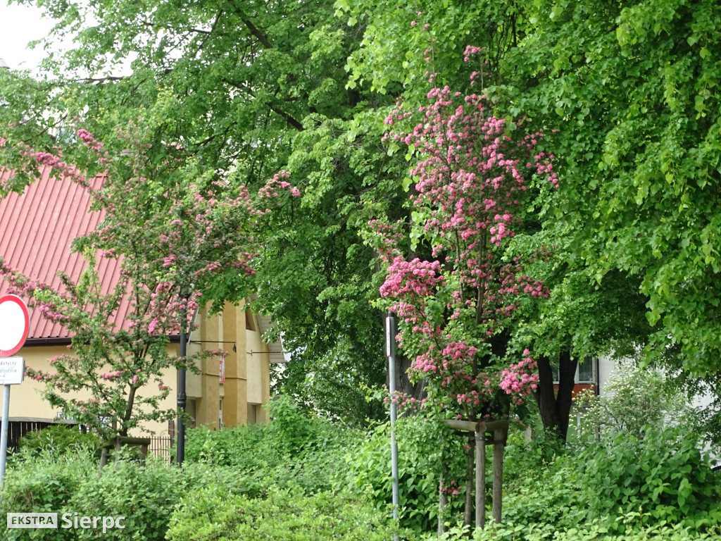 Kwitnące rośliny w Sierpcu