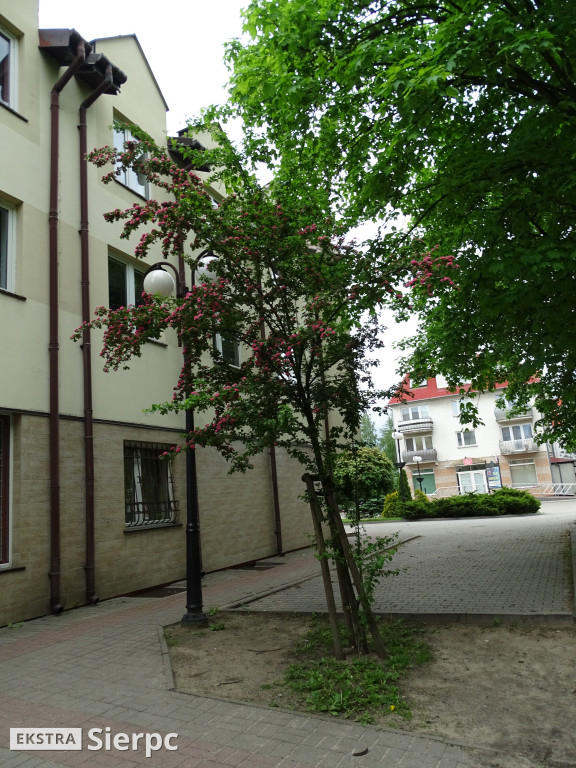 Kwitnące rośliny w Sierpcu