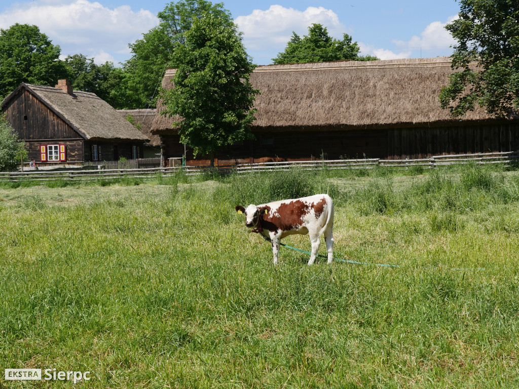 Dzień Dziecka w skansenie