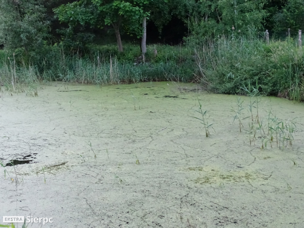 Piknik z okazji 15-lecia OTR przy TKKF Kubuś