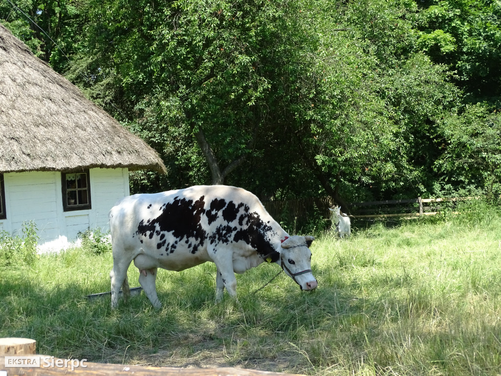 Otwarcie wiatraka w skansenie