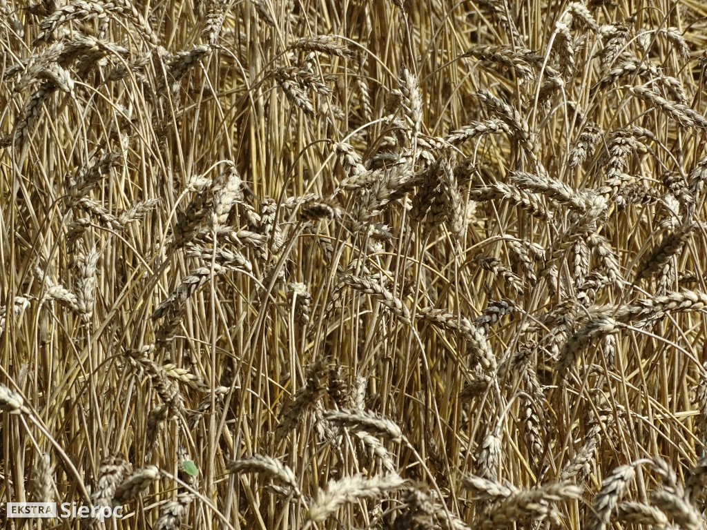 Żniwa w skansenie