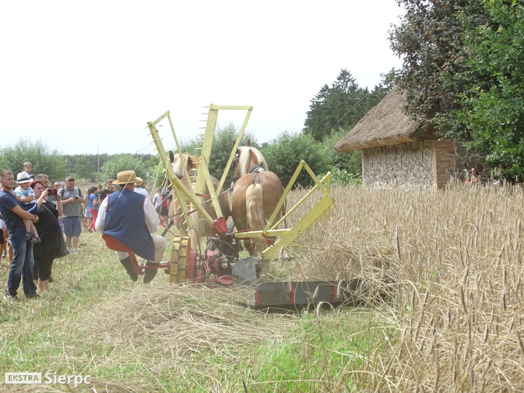 Żniwa w skansenie