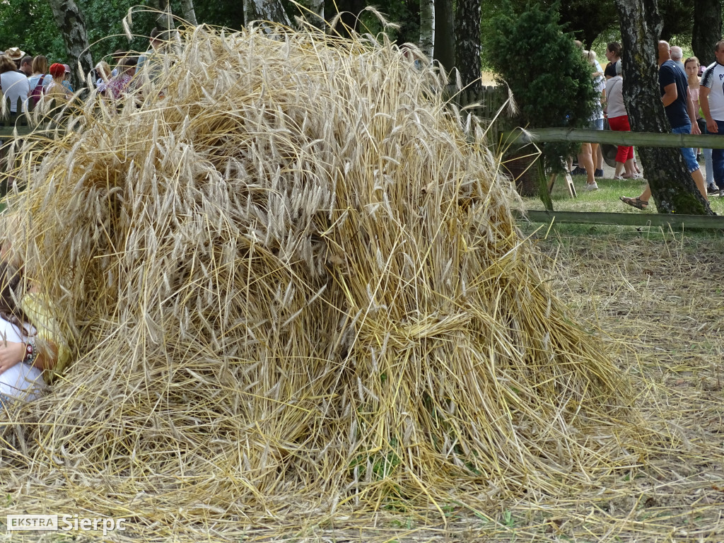 Żniwa w skansenie